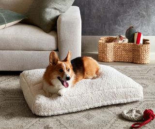 A dog lying on a dog bed in front of a cream sofa against a gray wall.