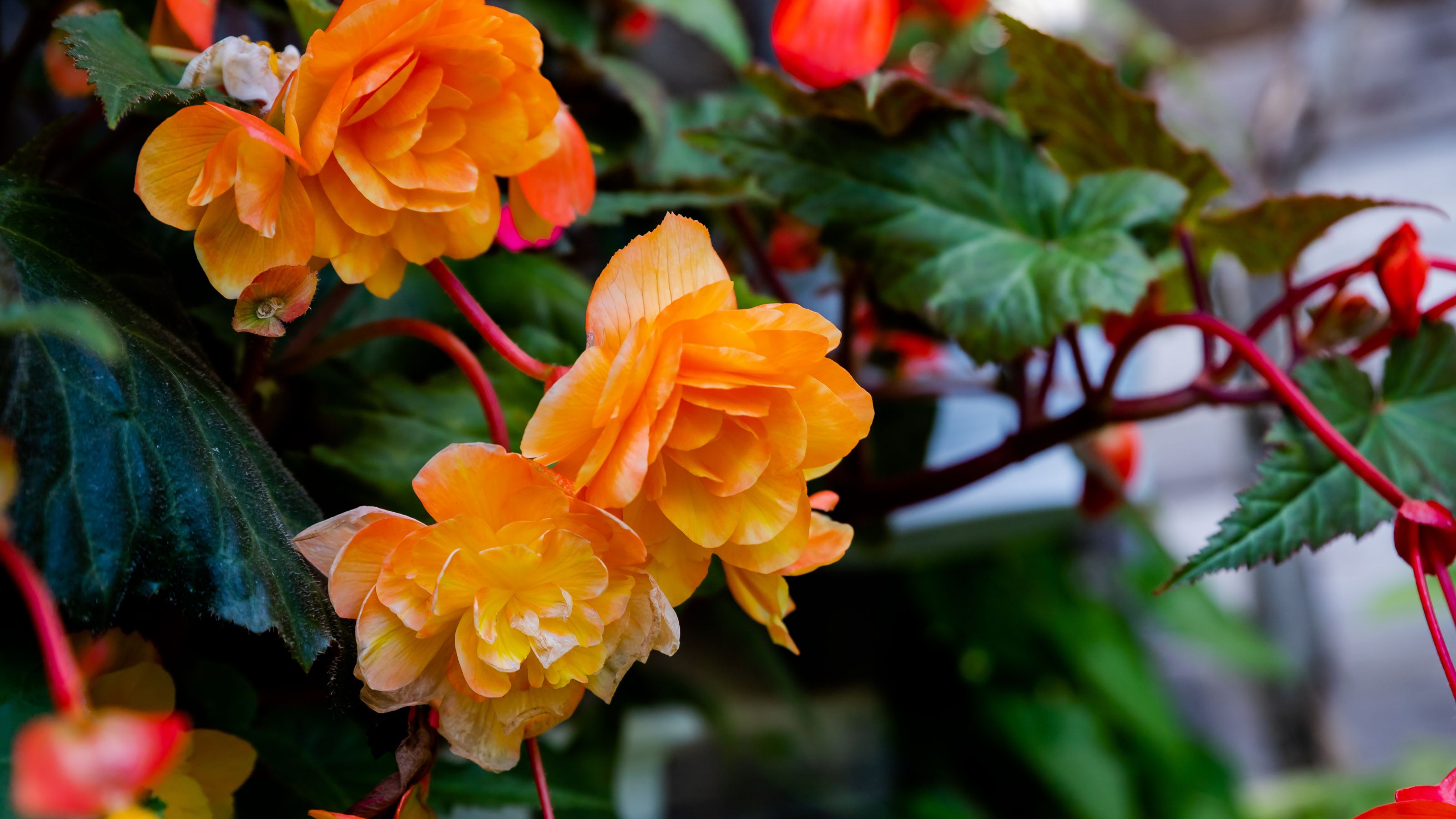 orange begonia flowers