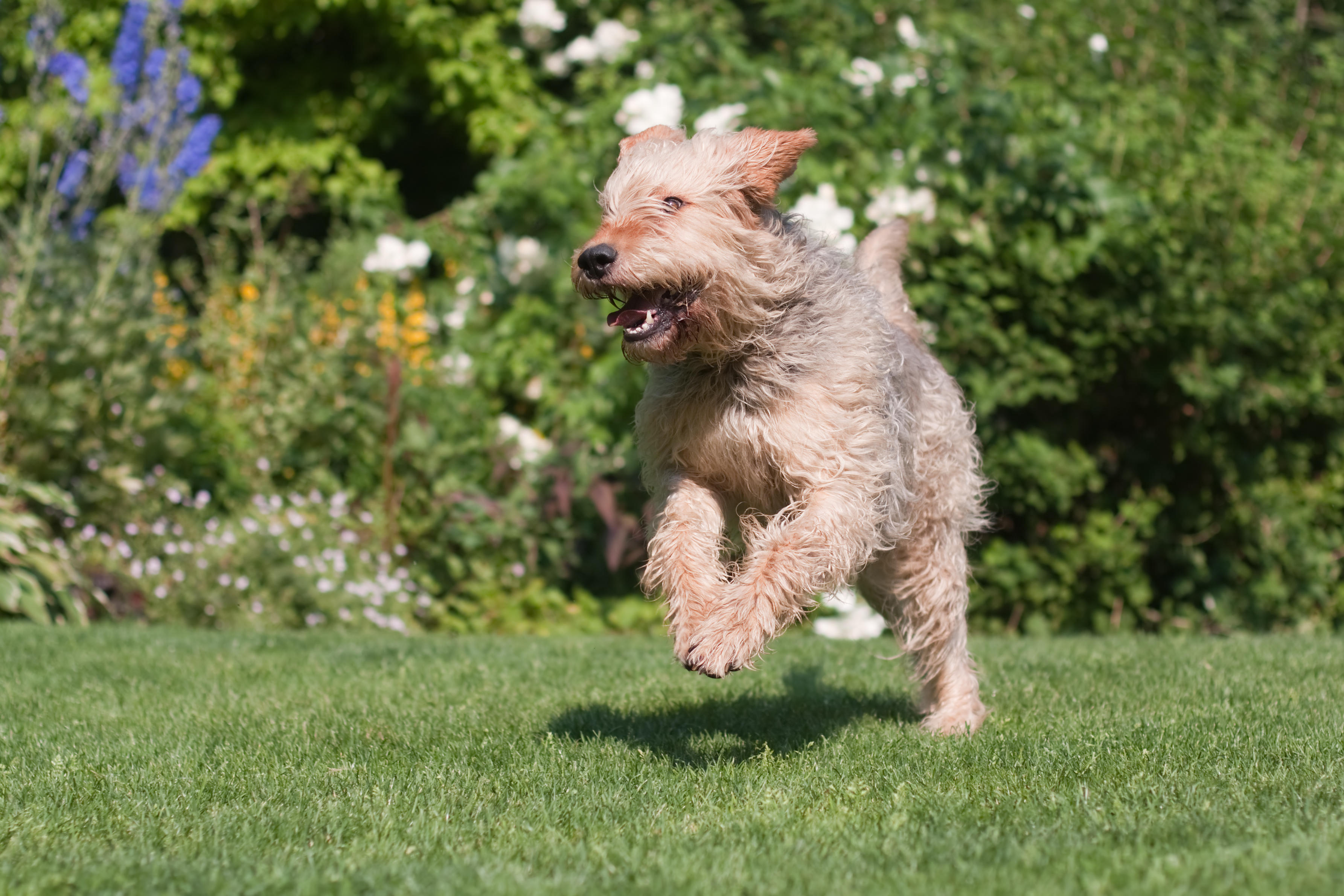 A playful otterhound running across a lawn, its shaggy tan coat flying in the air, with a backdrop of summer flowers and greenery.