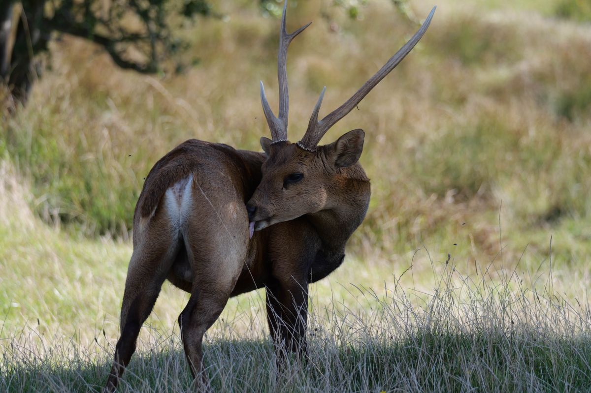 Deer shot on Panasonic Lumix G9 II