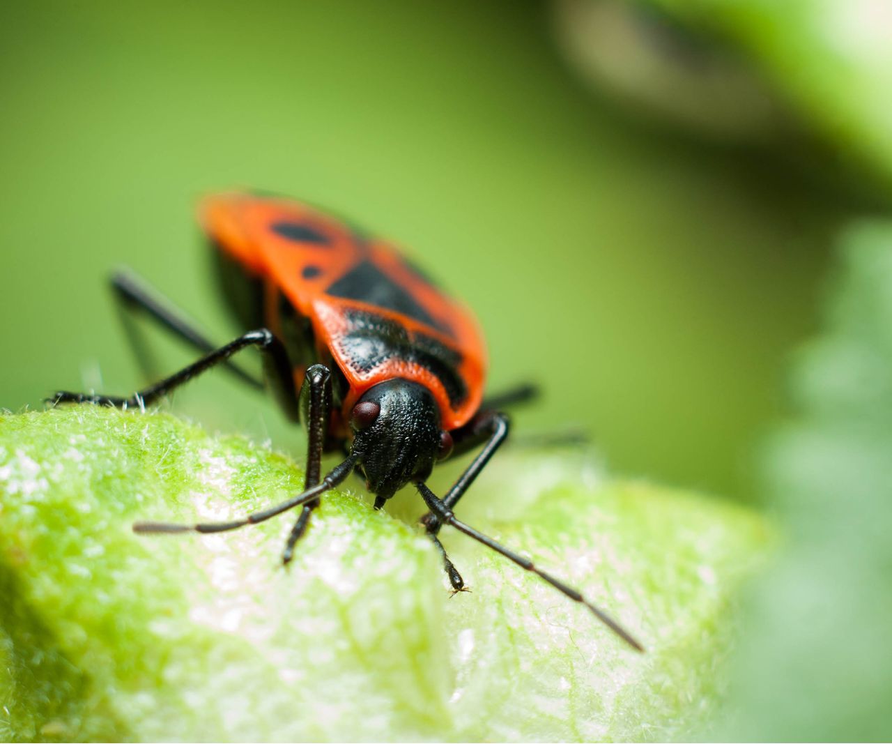 How to repel boxelder bugs from your yard Expert solutions Homes