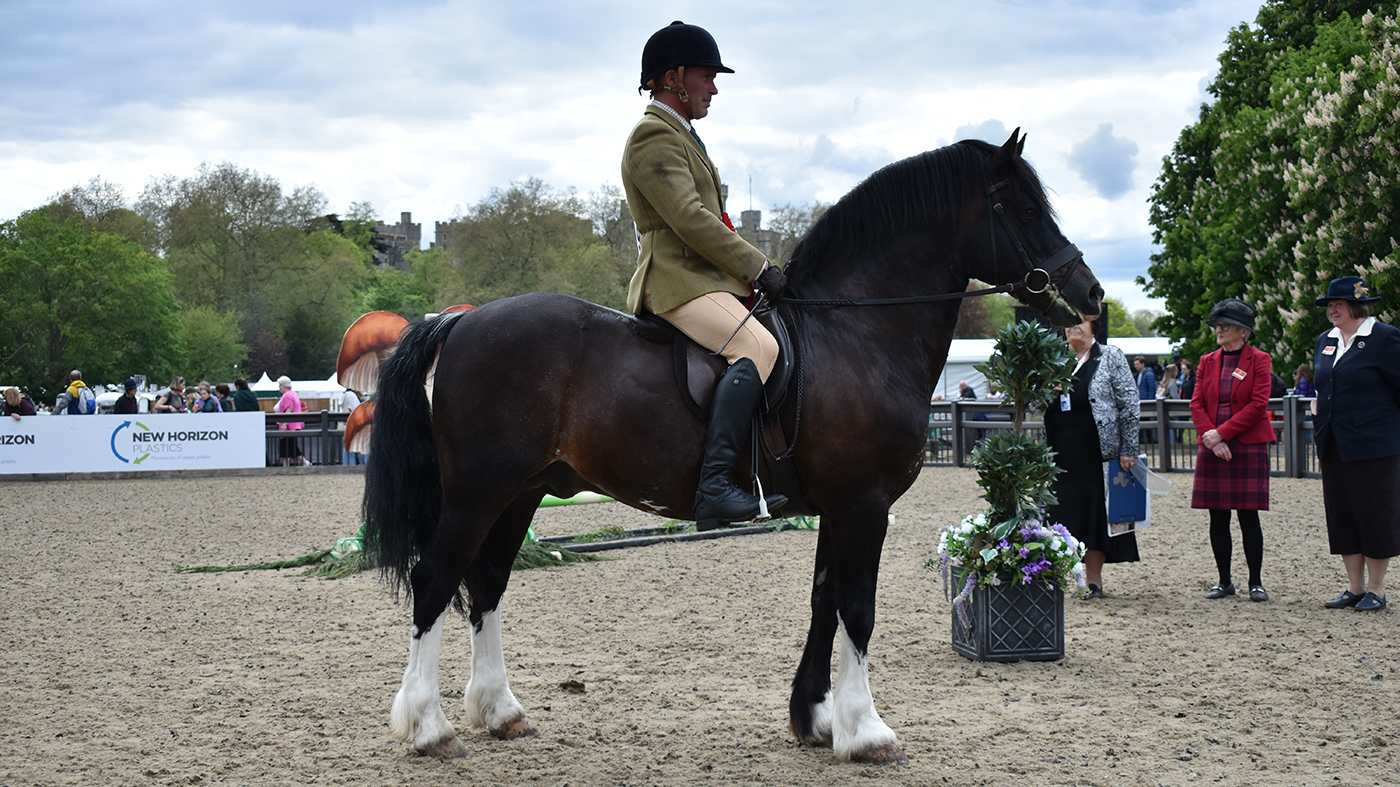 2024 royal windsor m&amp;amp;M working hunter pony champion Dycott Welsh King