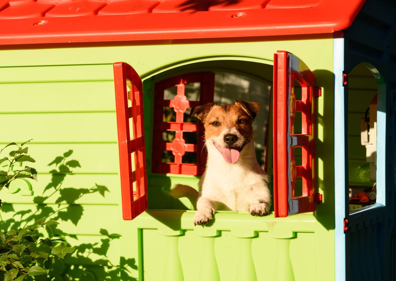 Happy dog in window of play house.