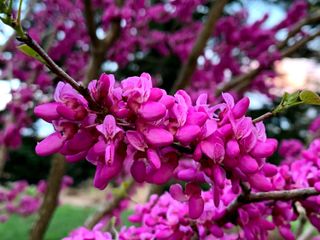best flowering trees: Cercis Chinensis