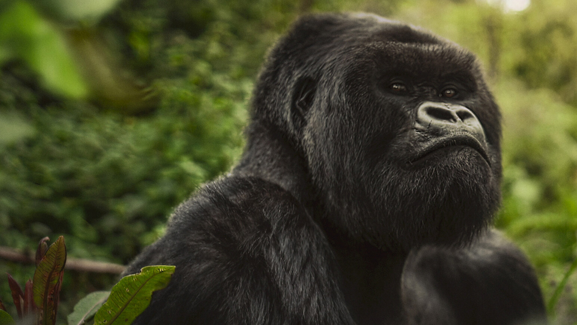 A Gorilla Story still.