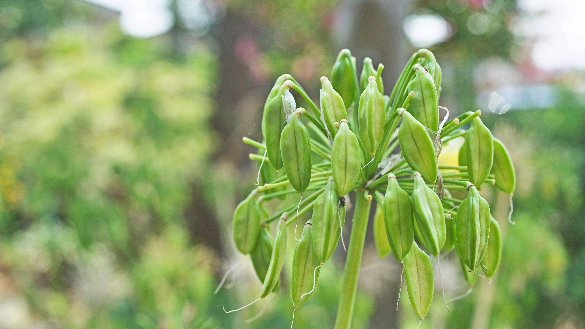 picture of agapanthus seed heads grown after flowering