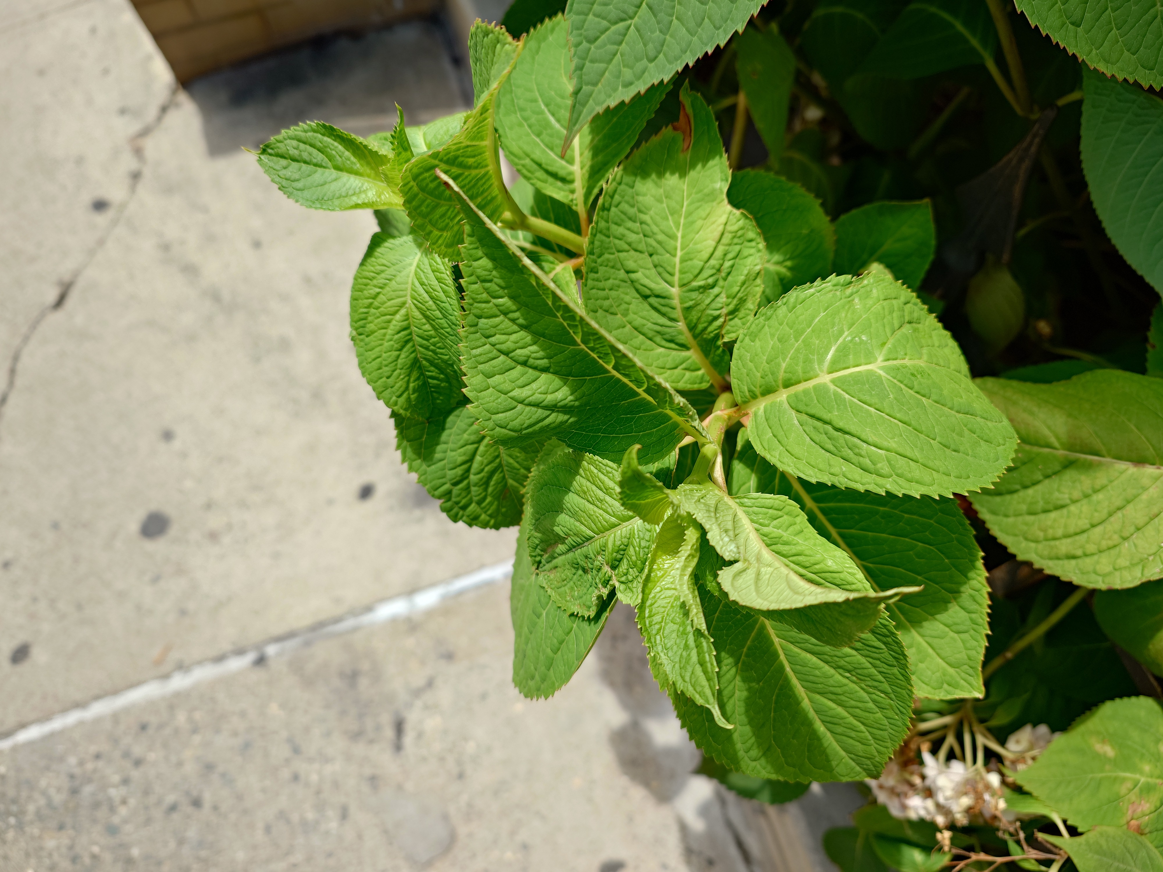 A photo captured on the Sony Xperia 1 VII