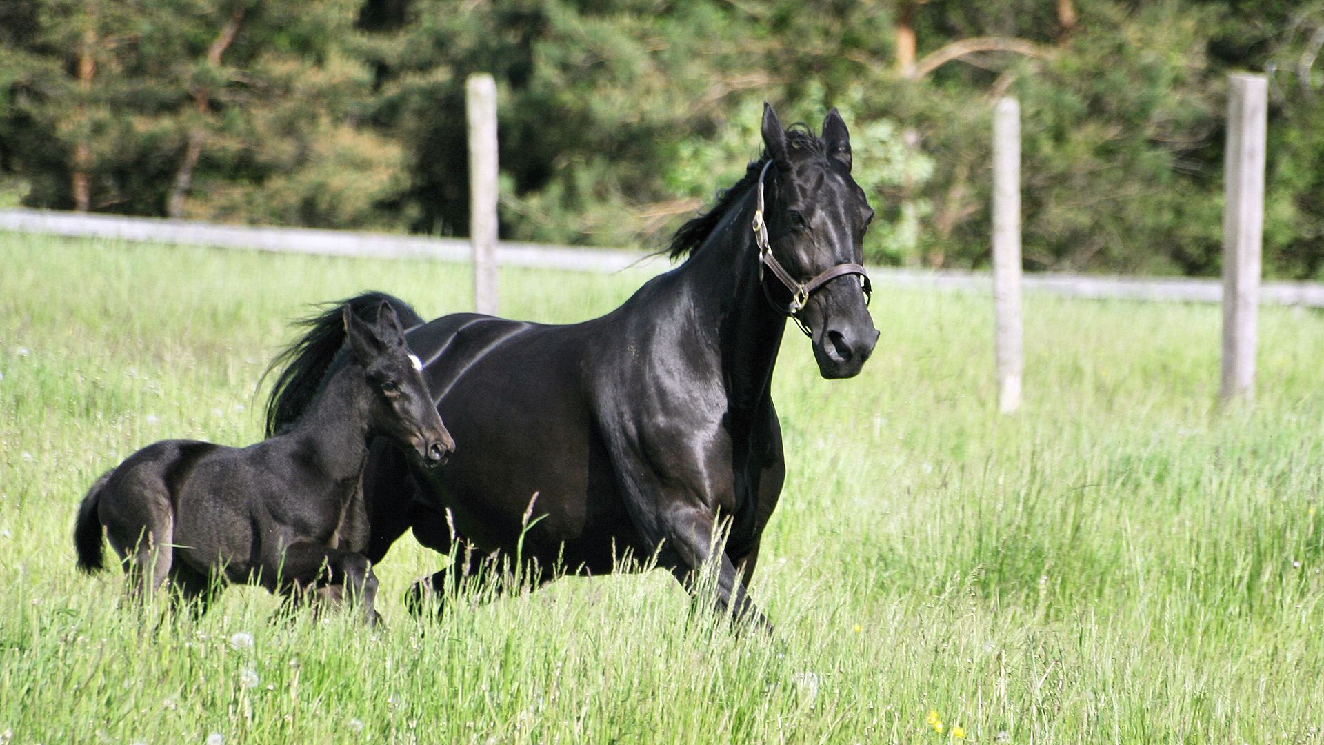 black canadian mare and foal running through field
