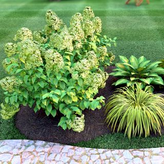 Plant By Number neon lime garden kit including Limelight hydrangea