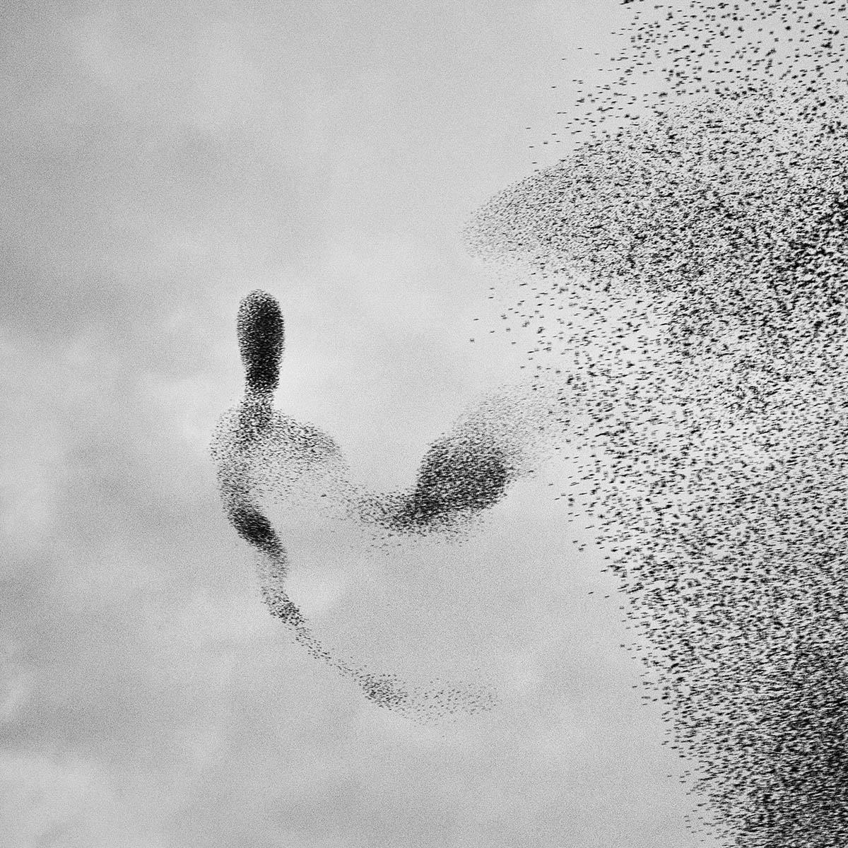 A murmuration of starlings in the sky