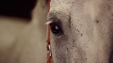 Close up of a grey horse&rsquo;s eye