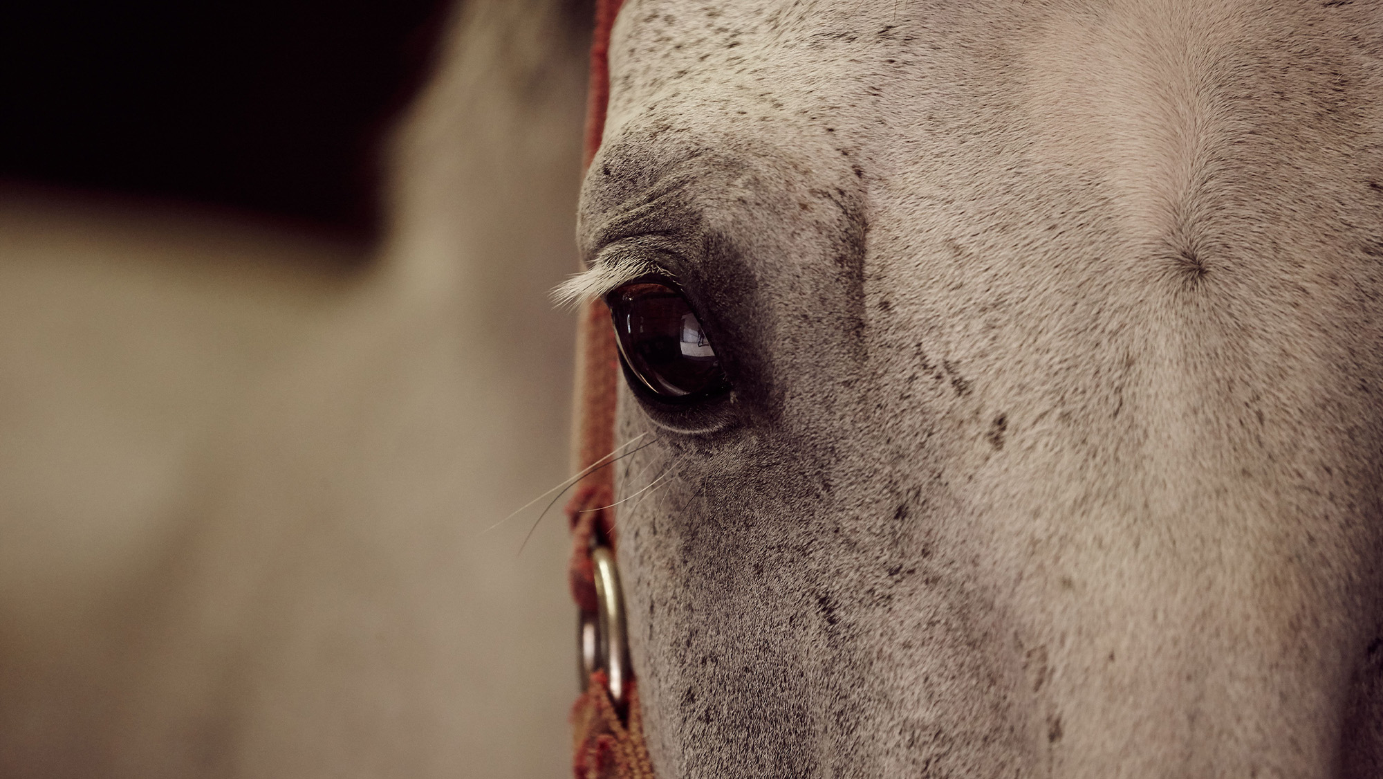 Close up of a grey horse&rsquo;s eye