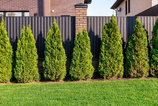 Green thuja trees are planted in a row. Beautiful green plants and green grass