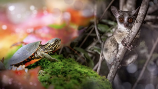 A small turtle and a bushbaby side by side