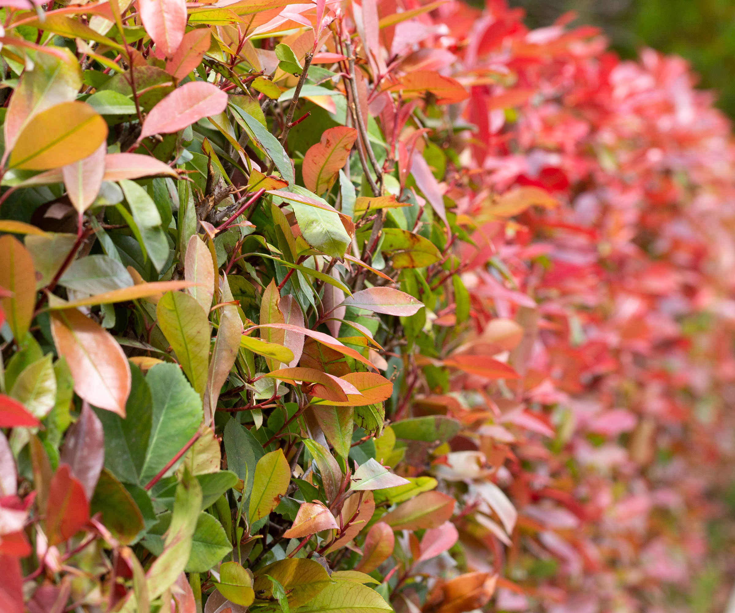 red robin photinia shrub showing red and green leaves