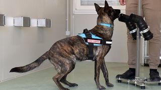 A covid sniffing dog being trained