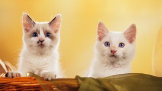 2 white ragamuffin kittens