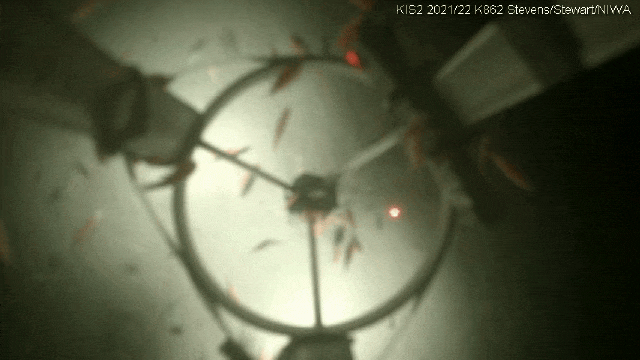 GIF of amphipods swimming.