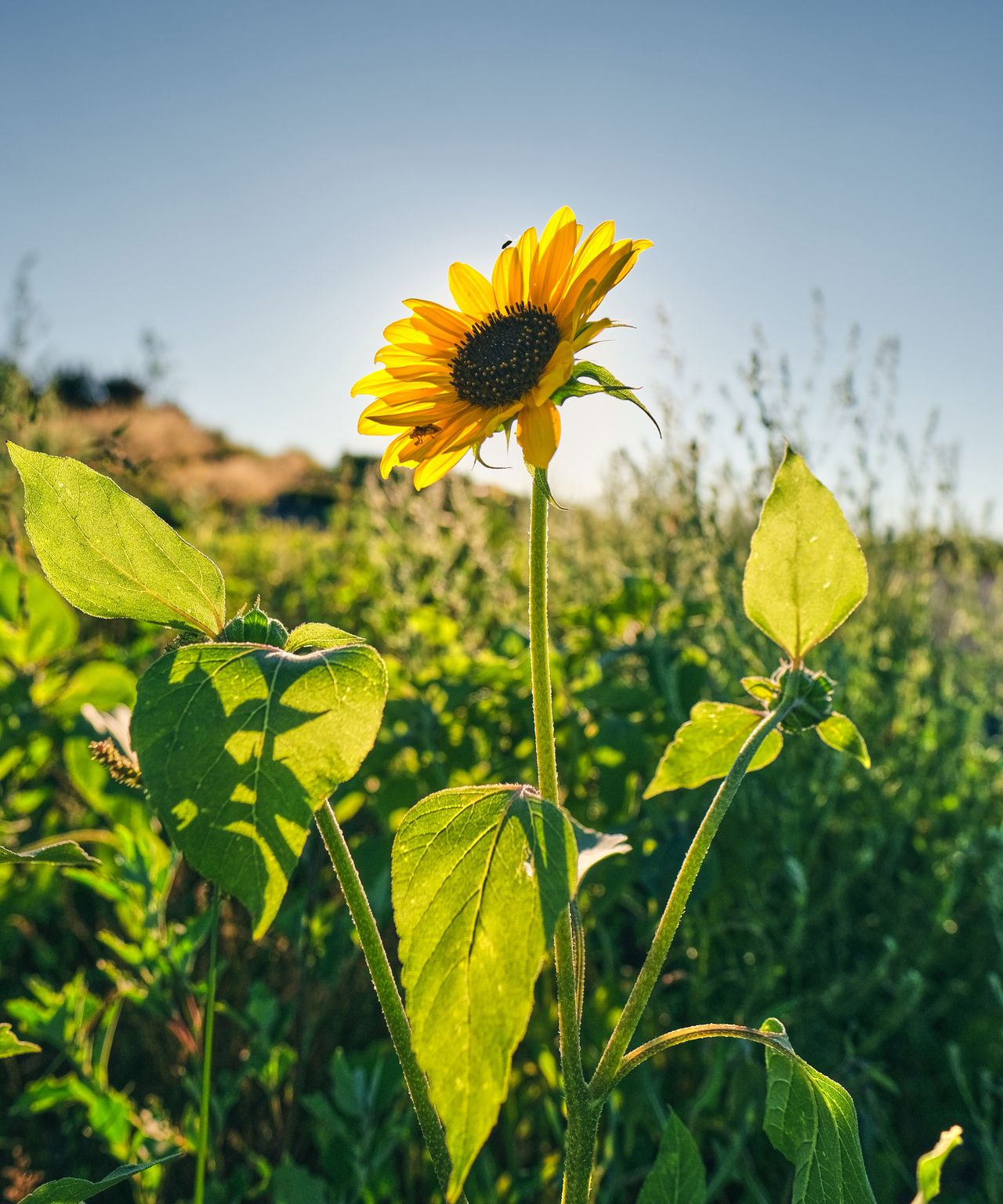 Monty Don’s sunflower tips for tall sunflowers this summer Country