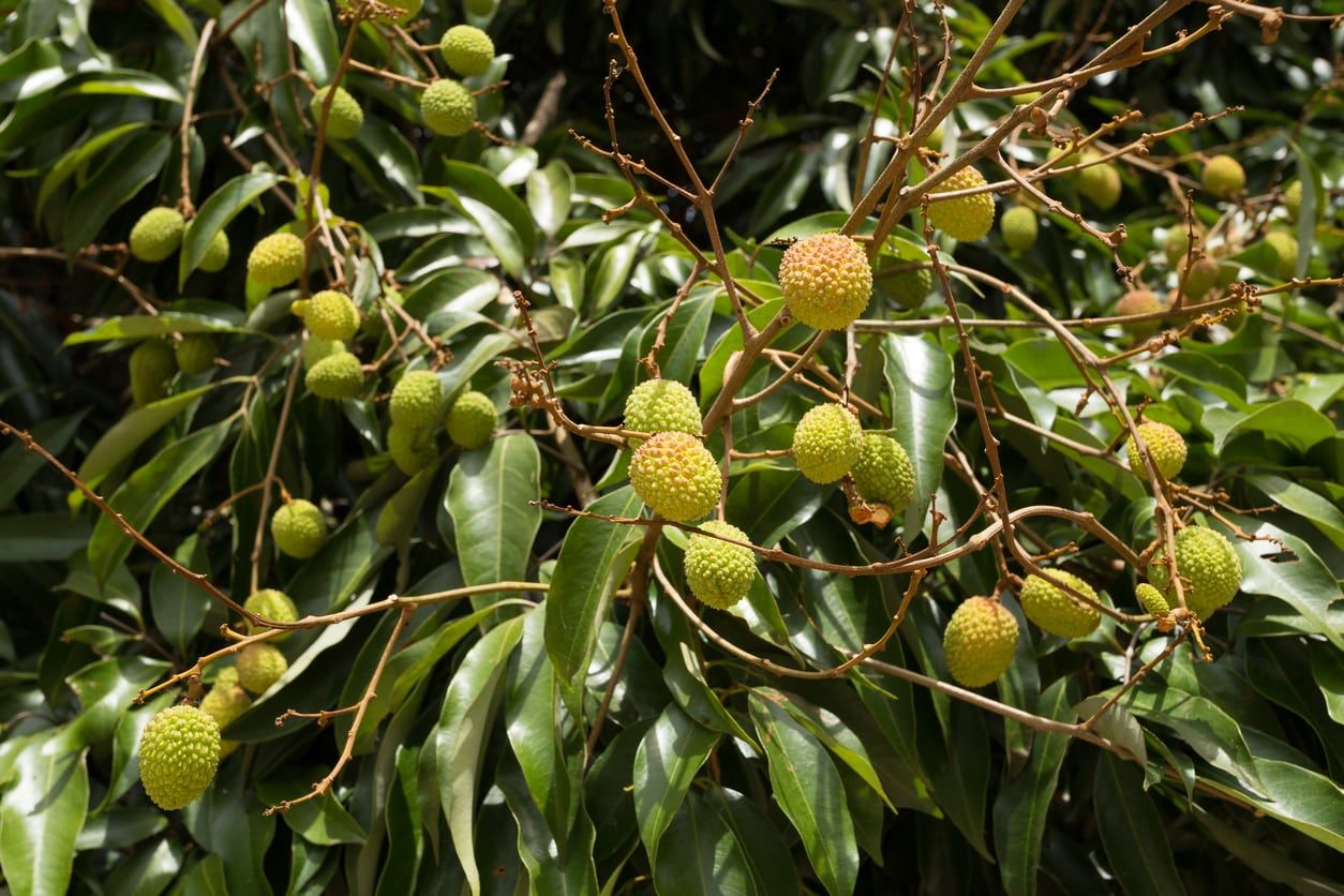 Symptoms Of Disease In Lychee: Learn About Common Lychee Tree Diseases ...