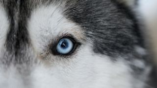 Close up of husky eye