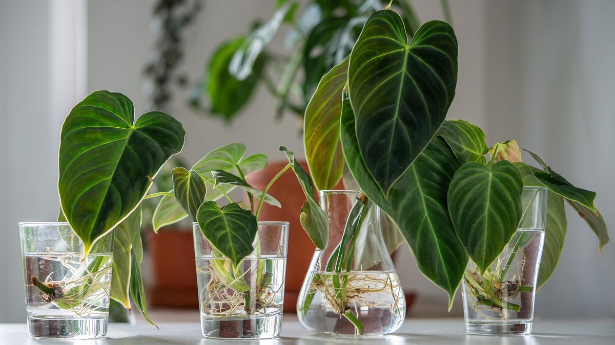 Philodendron cuttings in water