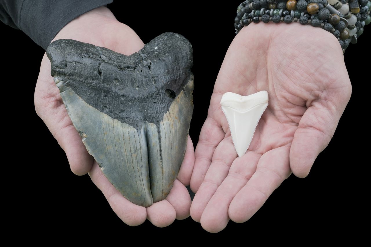 a man holds a megalodon tooth next to a much smaller great white tooth