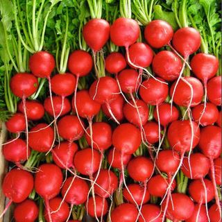 Hybrid radishes