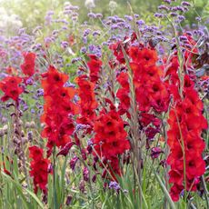 Red gladiolus planted with verbena in summer border