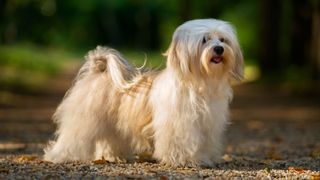 havanese