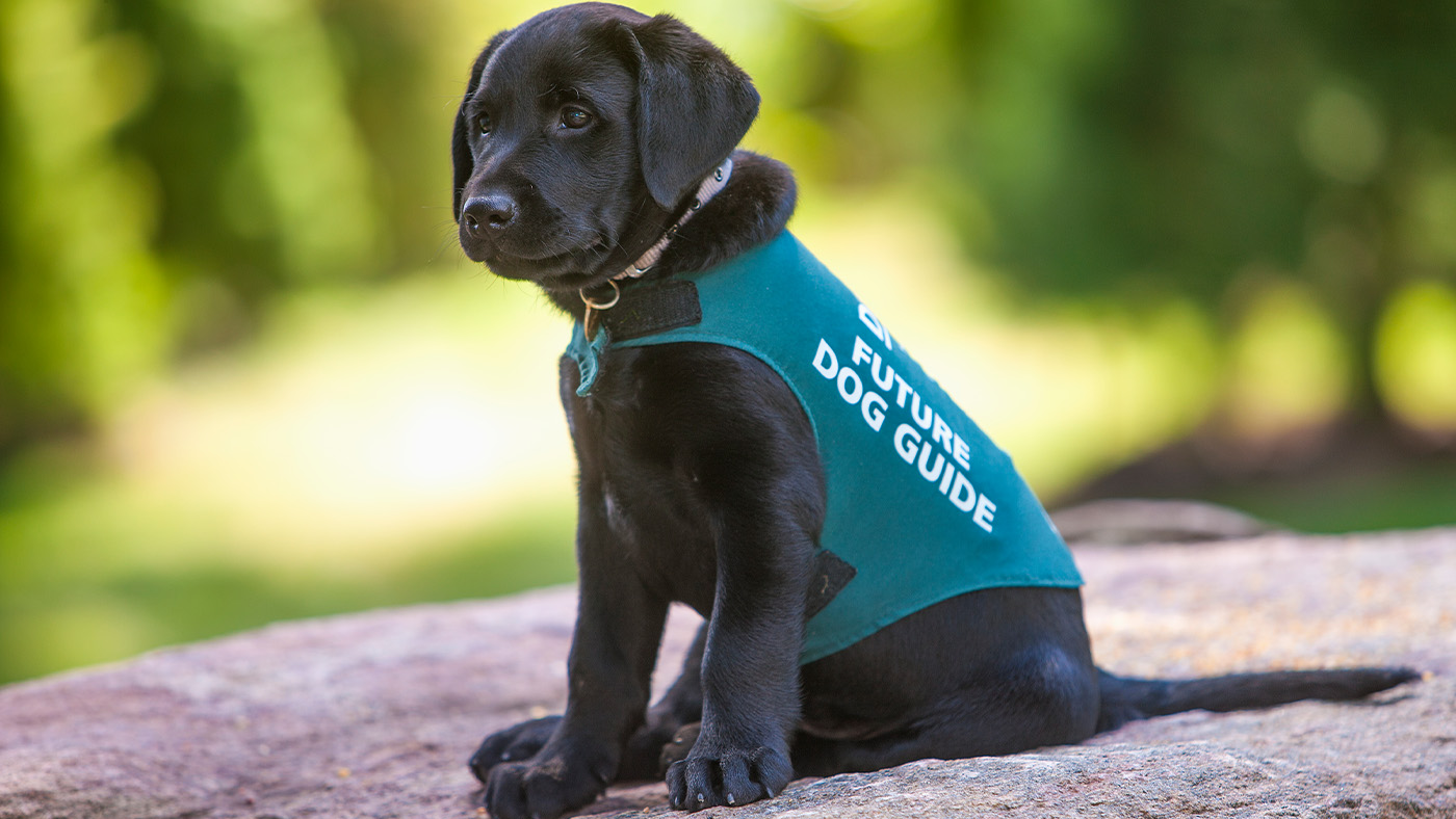 Puppy wearing vest that says "Future Guide Dog"