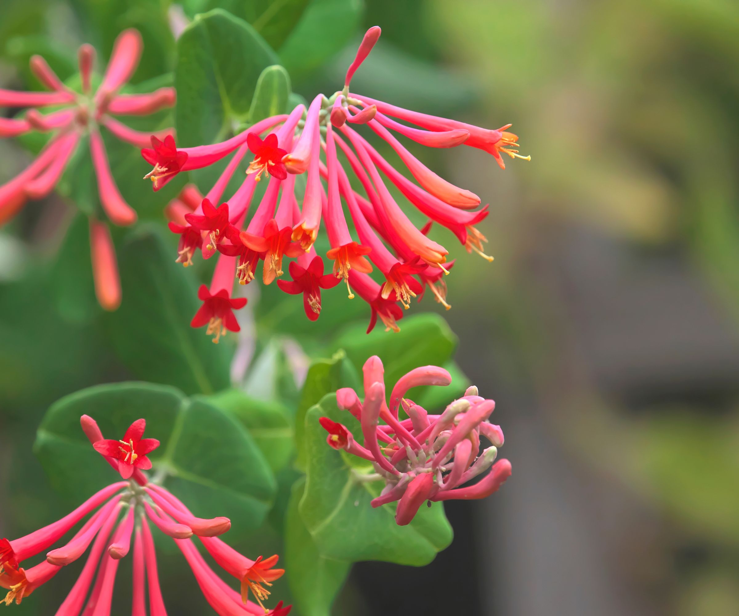 Major Wheeler honeysuckle vine is a major attraction for hummingbirds.