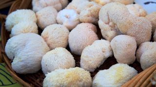 Lions mane mushroom, one of the adaptogen foods