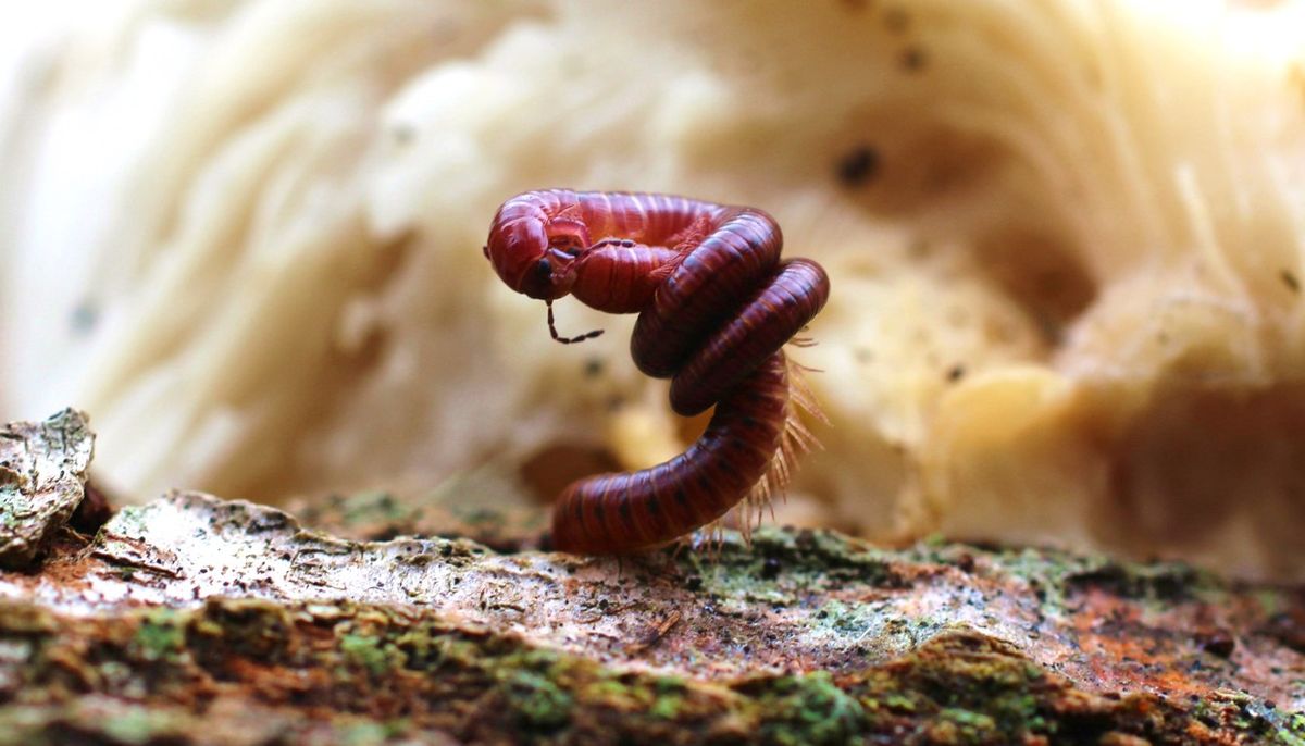 A myriapod, part of the group that includes centipedes and millipedes.