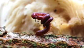 A myriapod, part of the group that includes centipedes and millipedes.