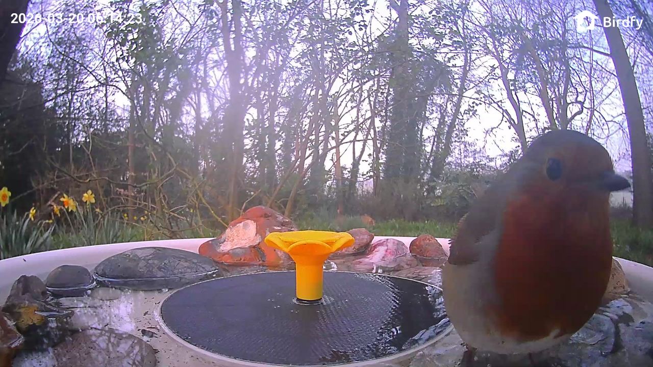 View from the Birdfy Bird Bath Pro's camera, set in a wild garden among trees, with a European Robin visiting the device