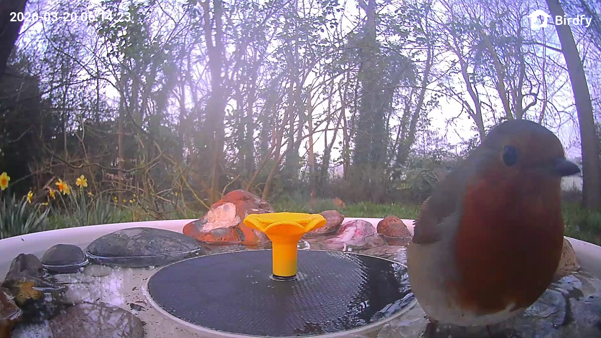 View from the Birdfy Bird Bath Pro's camera, set in a wild garden among trees, with a European Robin visiting the device