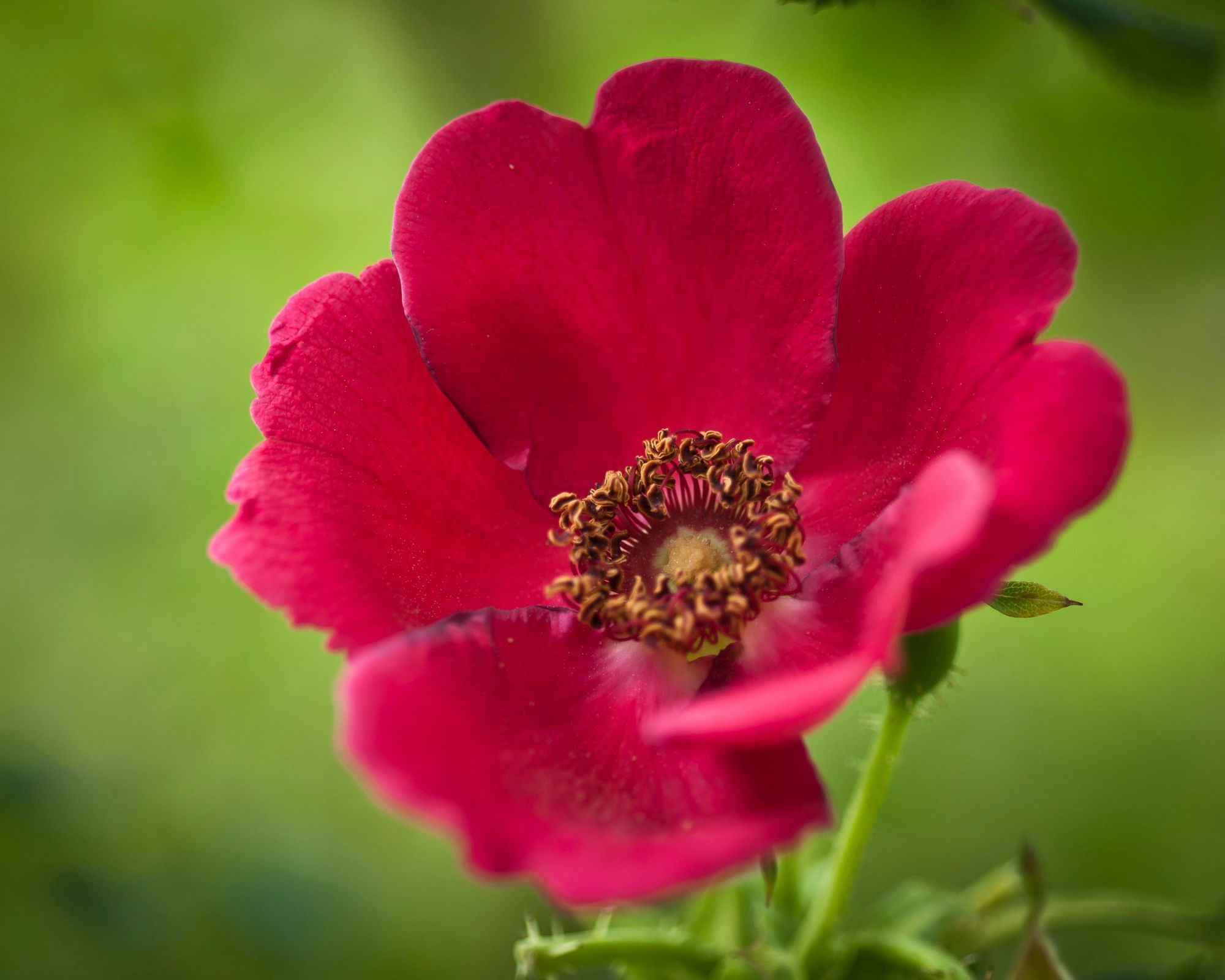 Red wild rose