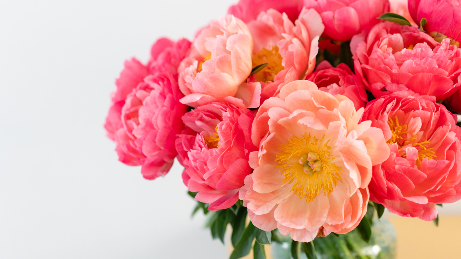 Bouquet of coral sunset peonies in a vase