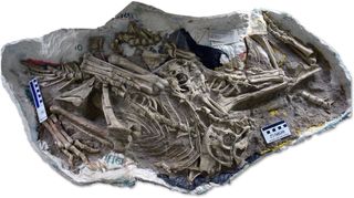 The poached block containing the three young oviraptorids.