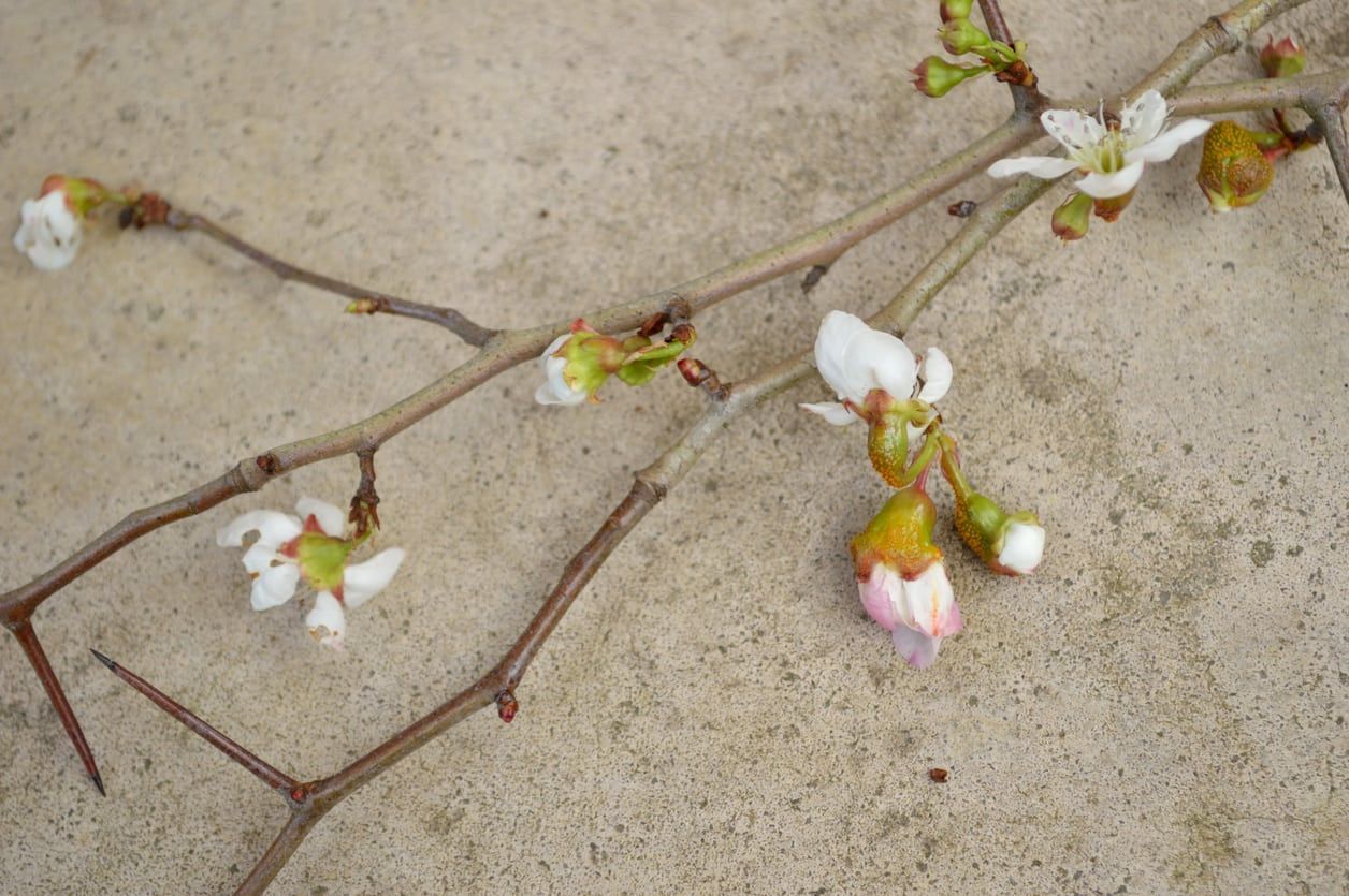 mayhaw disease