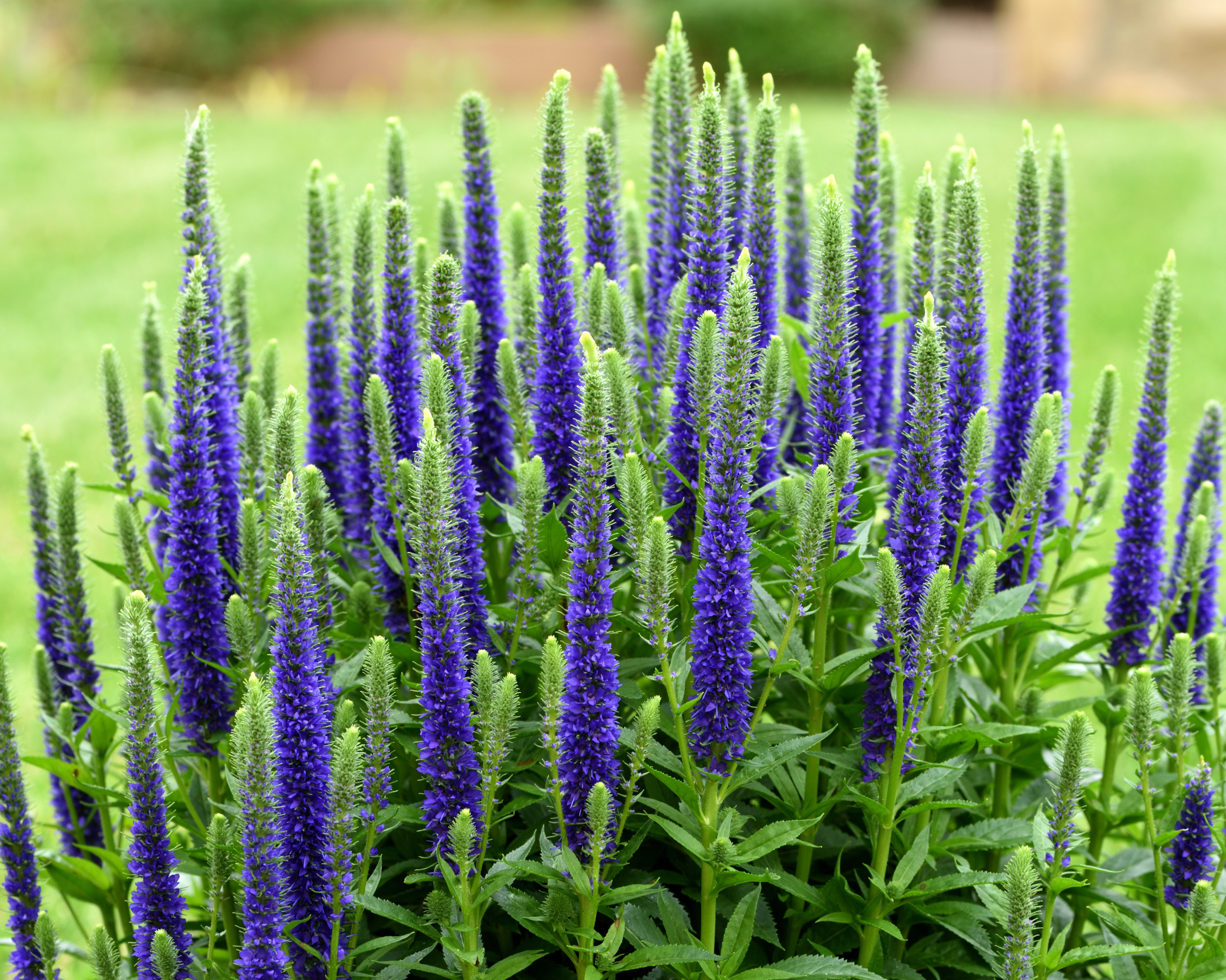 A closeup of the flower spikes of Veronica Ulster Blue Dwarf.