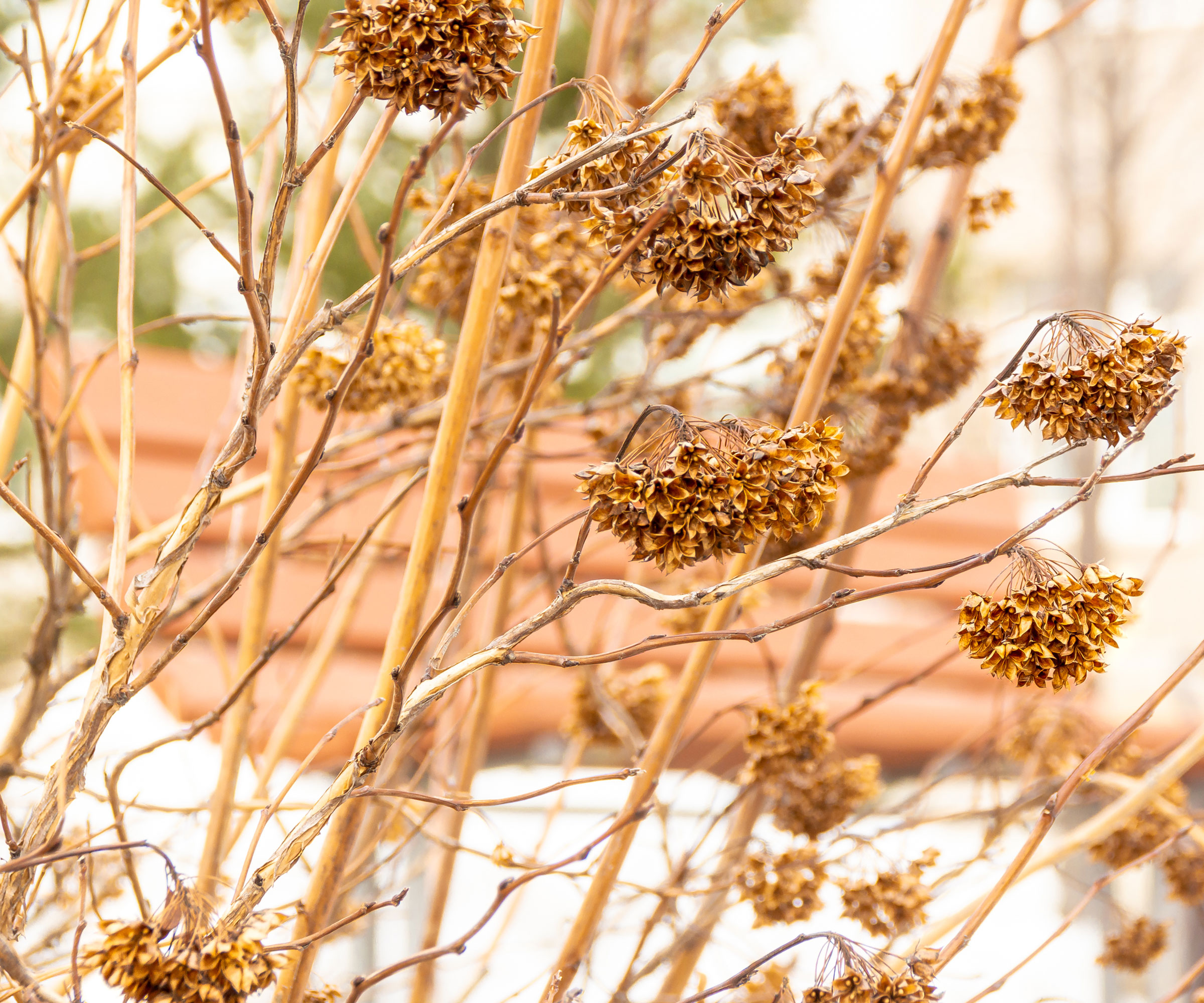 ninebark plant in late winter showing spindly stems with snow on ground