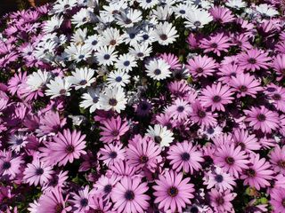 best plants for beginners: African daisies in bloom