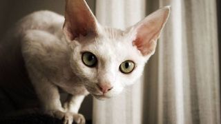 hypoallergenic cat breeds: devon rex