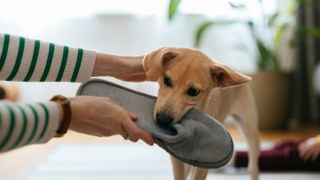 Dog chewing slipper