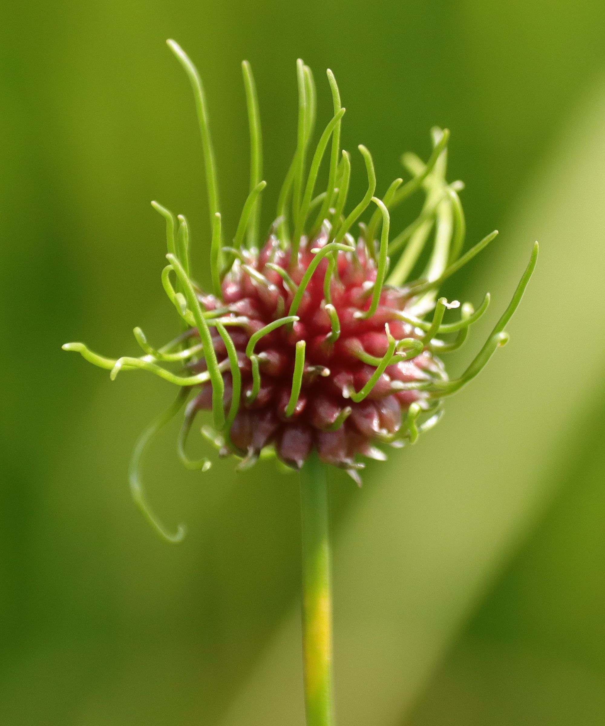Allium vineale in flower.