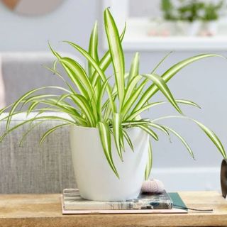 Spider plant in white pot on table 