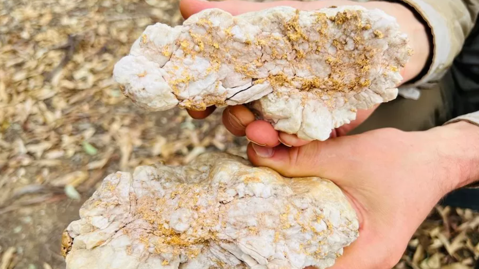 A man holds two rocks containing gold. 