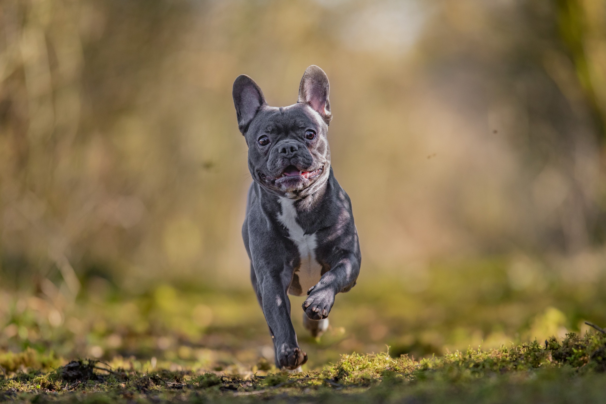 French bulldog